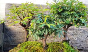 Exposição de bonsai acontece em Criciúma