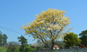 O colorido da primavera chegou!