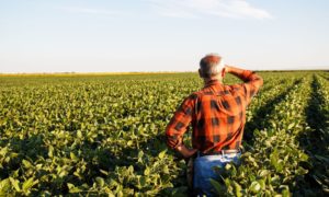 Produtores têm até segunda para aderir ao Refis Rural