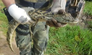 Jacaré é capturado em pátio de escola de Morro da Fumaça