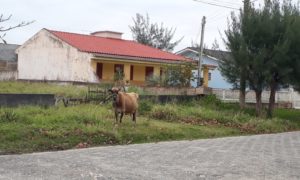 Animais soltos nas ruas do Balneário Esplanada incomodam moradores