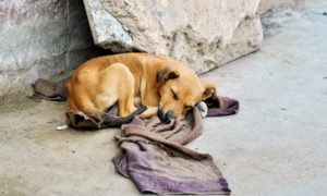 Dr. Juninho propõe centro para animais abandonados