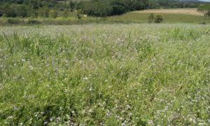 Kit Solo Saudável é oferecido aos agricultores de Morro da Fumaça