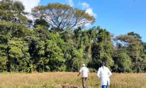 Macaco morto é encontrado em Morro da Fumaça