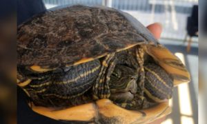 Tartaruga é resgatada atravessando rodovia em Morro da Fumaça