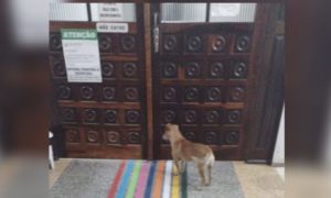 Cachorro acompanha dona em ambulância e aguarda mais de uma hora na porta de hospital