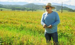 De janeiro a janeiro: parceria entre agricultores e indústrias de arroz é imprescindível o ano todo