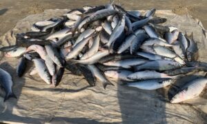 Pescadores comemoram 10 toneladas de tainha em lanço no Balneário Esplanada