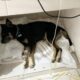 Cachorros são mortos por suspeita de envenenamento no Distrito de Estação Cocal