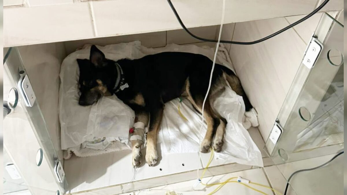Cachorros são mortos por suspeita de envenenamento no Distrito de Estação Cocal