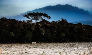 Frente fria e massa de ar polar derrubam temperaturas em Santa Catarina