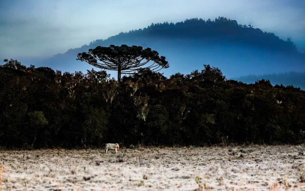 Frente fria e massa de ar polar derrubam temperaturas em Santa Catarina