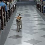 Santa Missa com Bispo Dom Jacinto marca dia de São Roque e Nossa Senhora da Glória