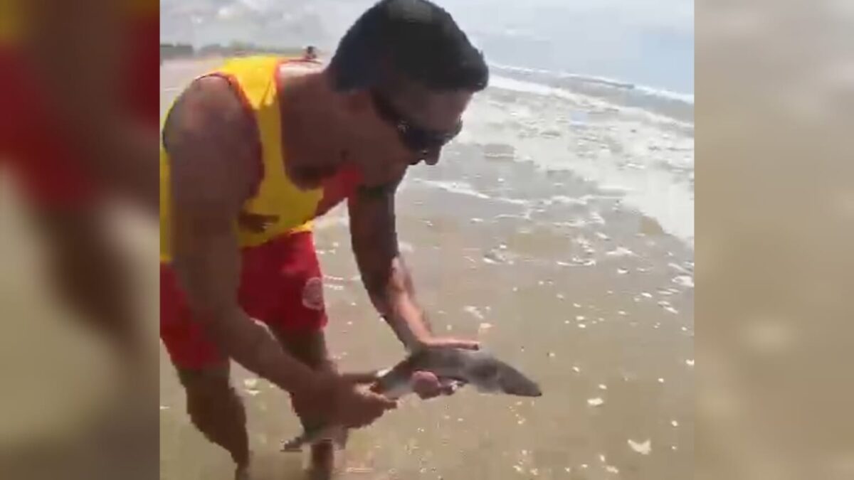 Cação é encontrado na orla do Balneário Esplanada