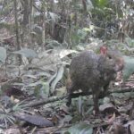 Biólogo revela espécies da fauna silvestre em mata de Morro da Fumaça