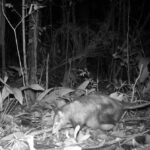 Biólogo revela espécies da fauna silvestre em mata de Morro da Fumaça