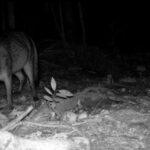 Biólogo revela espécies da fauna silvestre em mata de Morro da Fumaça