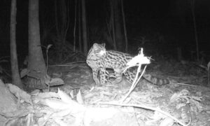 Biólogo revela espécies da fauna silvestre em mata de Morro da Fumaça