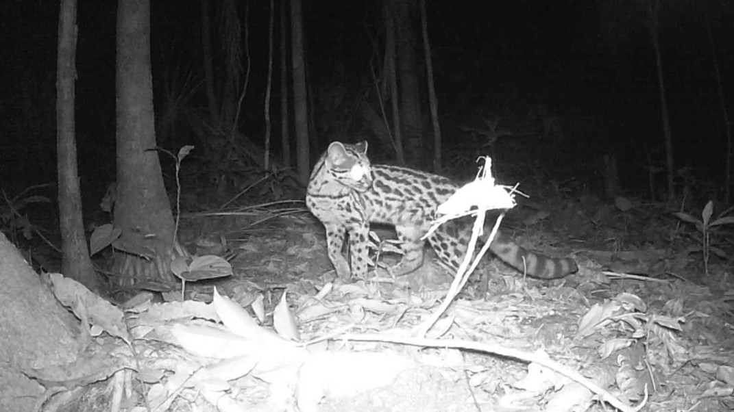 Biólogo revela espécies da fauna silvestre em mata de Morro da Fumaça