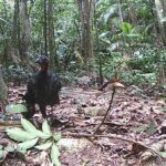 Biólogo revela espécies da fauna silvestre em mata de Morro da Fumaça