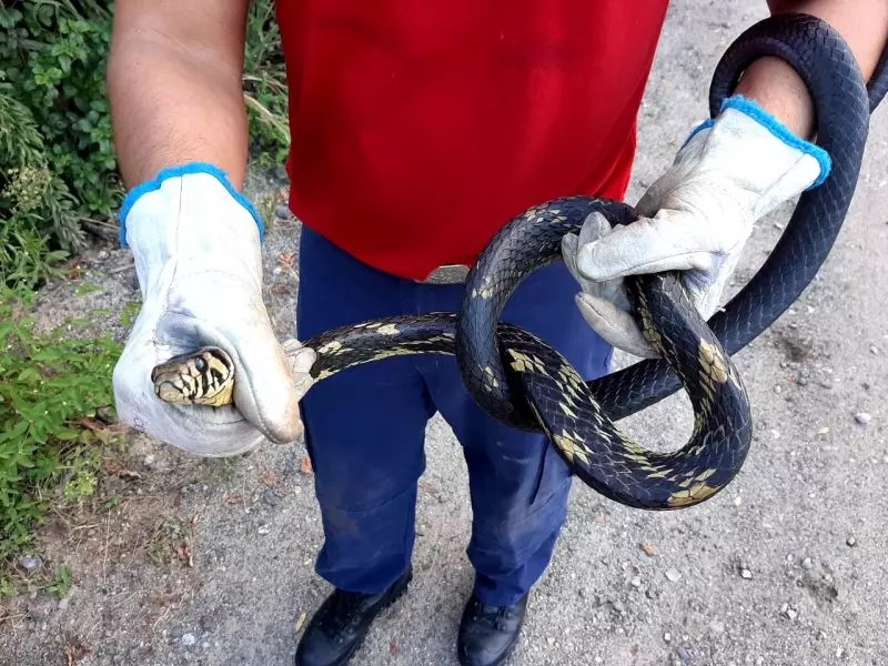 Com o calor, Corpo de Bombeiros Militar alerta para aumento de acidentes com animais peçonhentos